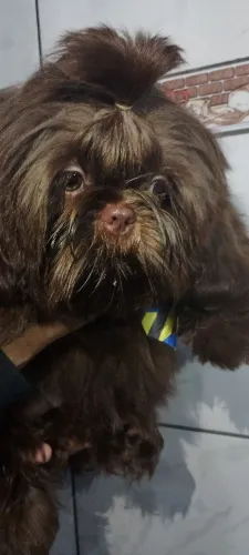 Shih Tzu machinho 