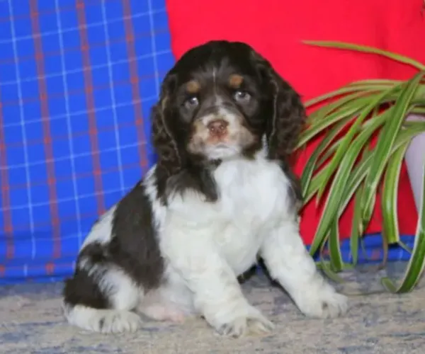 Filhotes de Cocker Spaniel Inglês lindos - confira