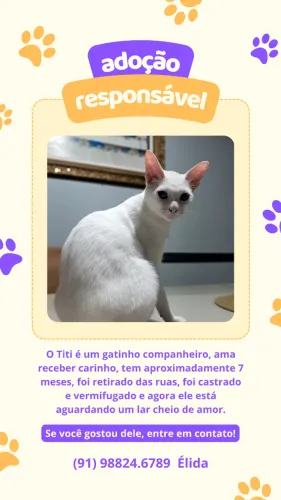 Gatinho 7 meses