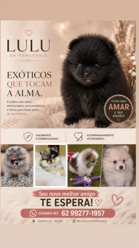 Filhotes de Lulu da Pomerânia