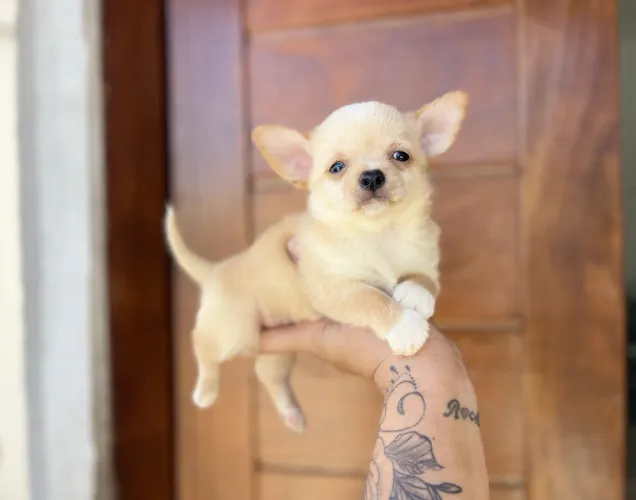 Mini chihuahua macho com pedigree