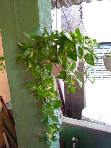 Vaso pendente de jibóia brasileirinha com as ramas bem grandes