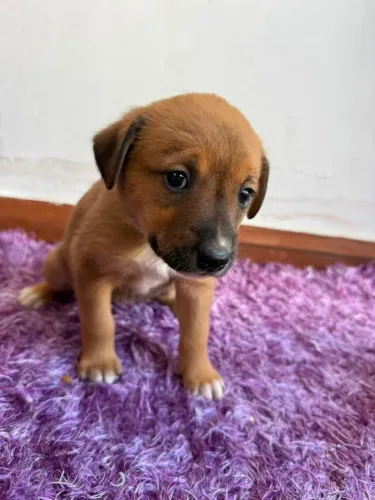 Cachorrinha para doação - filhote