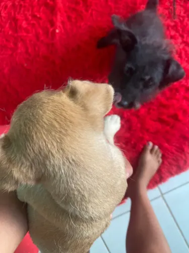 Filhote de poodle com salsichão