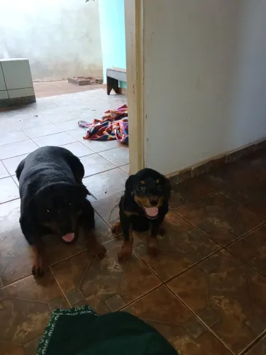 Cachorro fêmea filhote 