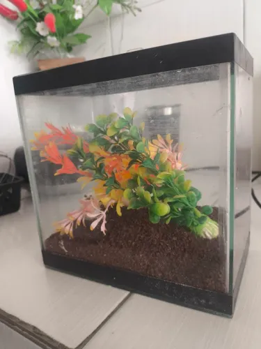 Aquário para Betta