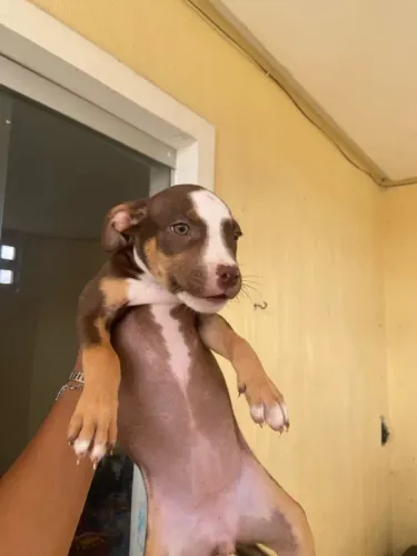 Filhote de Pitbul