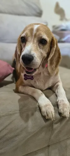 Filhote de beagle 