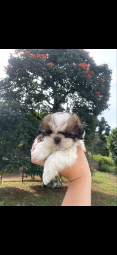 Shih-tzu macho com pedigree