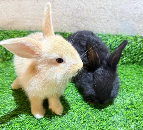 Filhotes de coelhos 
