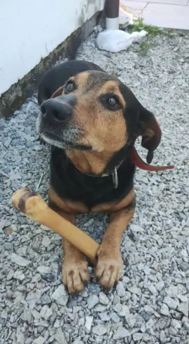 Adoção cachorro - Teddy