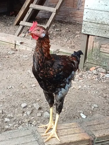 Vendo frangos caipira 