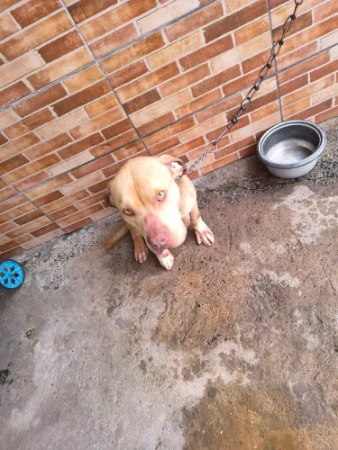 Para adoção dois casais macho e fêmea
