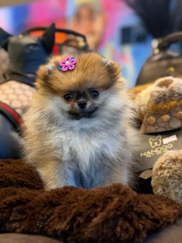 Lulu da pomerania