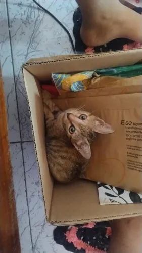 Gato para doação 