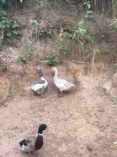 Vendo gansos 2 fêmea e um macho 