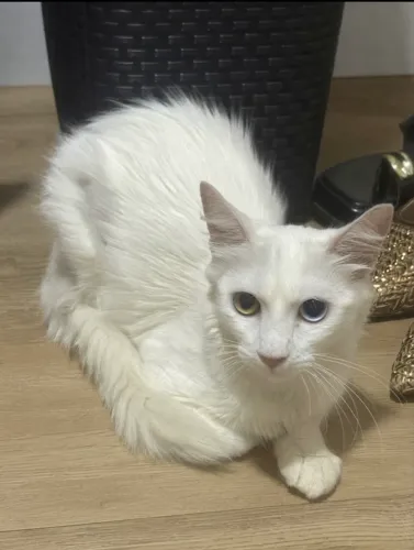 Gata pra adoção