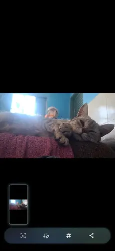 DOAÇÃO GATA PRINCESA 
