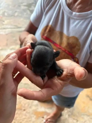 Pinscher