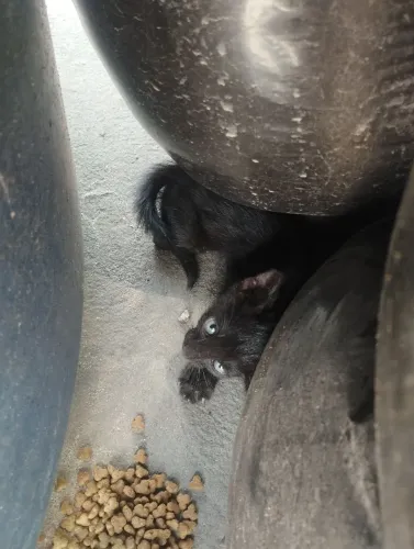 Doando gatinho preto