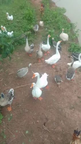 Venda de gansos e galinha de Angola, capote, catraio