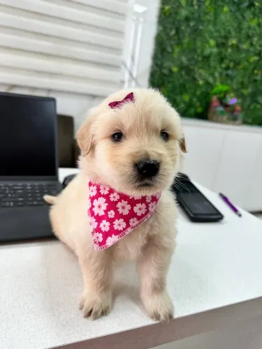 Golden Retriever amoroso
