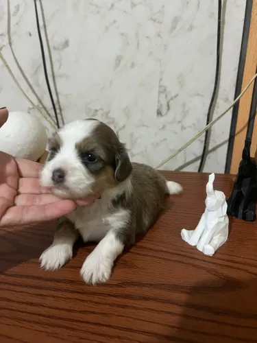 Cachorro