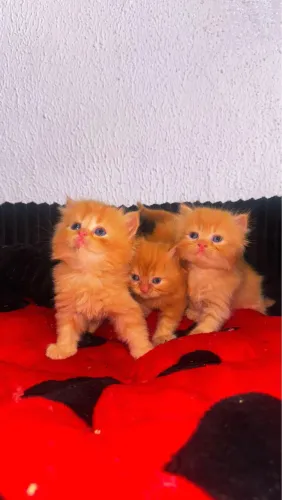 LINDOS FILHOTES DE PERSA COM PEDIGREE