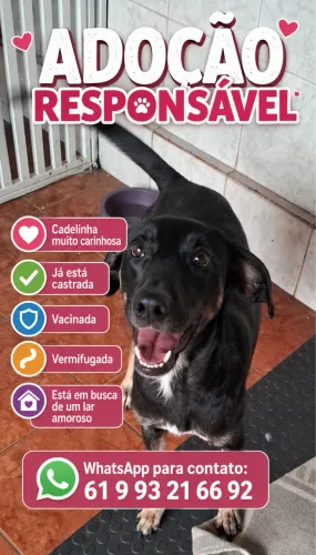 Cadelinha adulta castrada.