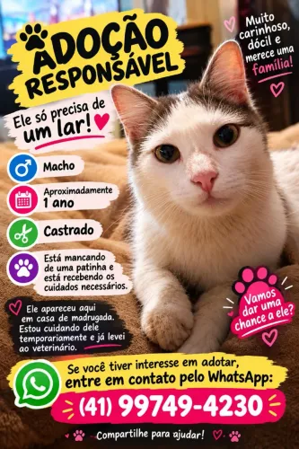 Gato macho doação