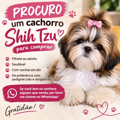 Procuro um shihtzu
