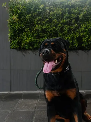 Rottweiler