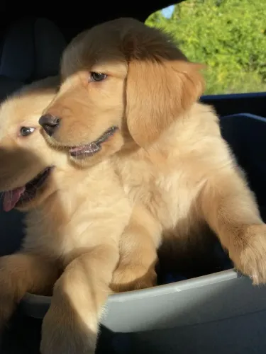 Golden Doguinho esperando para conhecer sua família