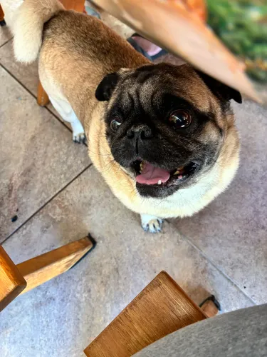 Procuro Pug fêmea para cruzar 