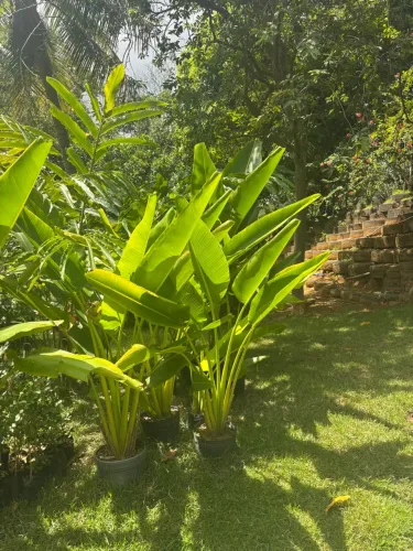 Promoção de mudas de Pata de Elefante Ravenala