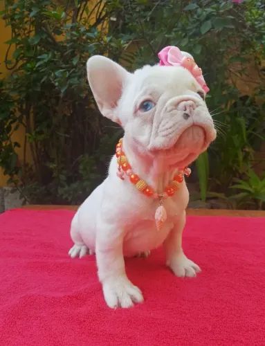 Bulldog Francês Fêmea LEIA O ANÚNCIO 