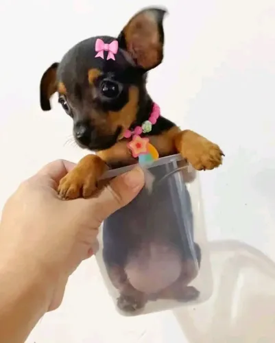 Pinscher 00 Canil Criação Veterinária