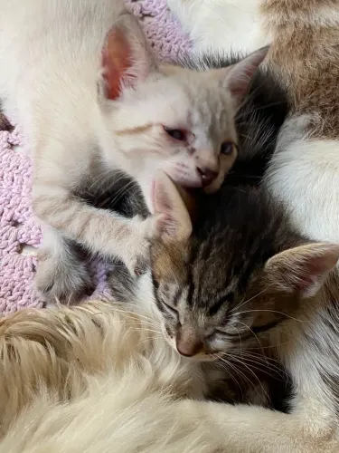 Gatos
