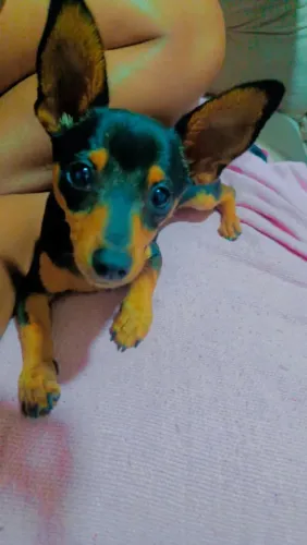 Vendo pinscher 1