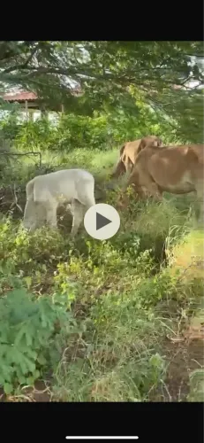 Garrotes, novilhas paridas, vacas, bois 
