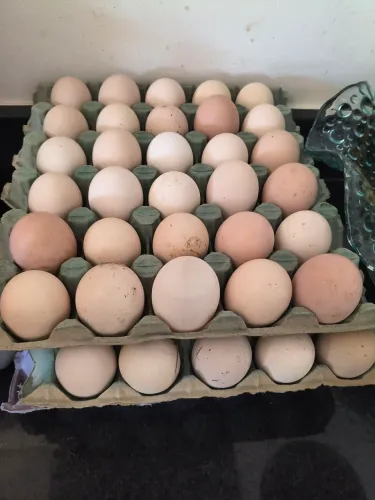 OVOS GALADOS DE BRAHMA