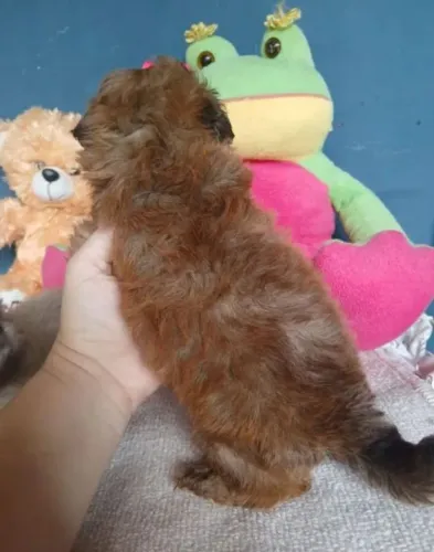 Shih tzu mini fêmea 799 machinho 499 parcela no cartão e entrega