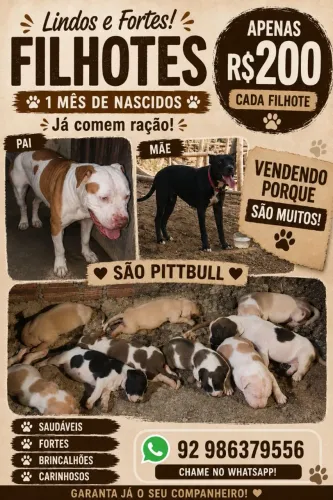 Filhotes de pitbull