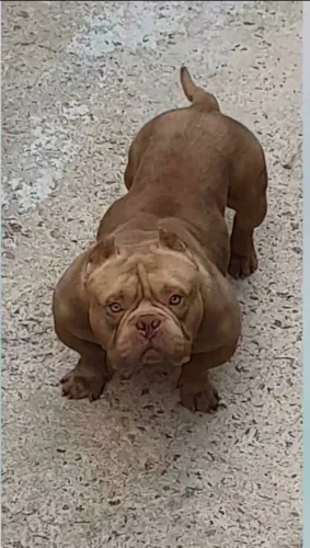 American bully micro macho adulto