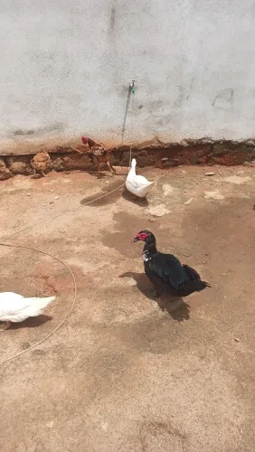 08 patas e 2 Patos formados