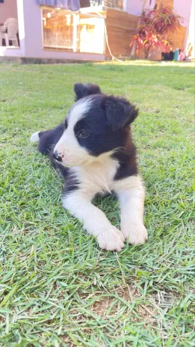 Filhote de Boder collie