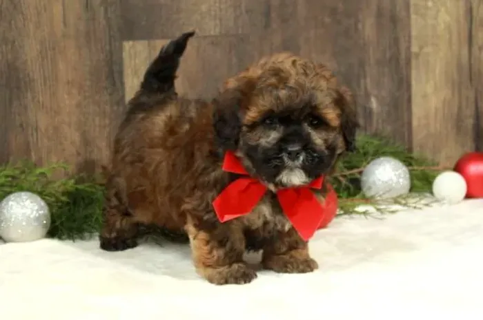 Filhotes de Lhasa Apso - últimos disponíveis