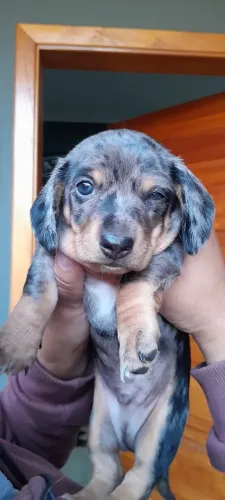 Dachshund/Salsicha Anão Merle Arlequim - Filhote Macho