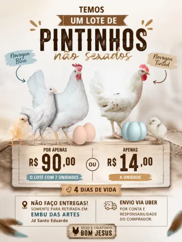 Pintinhos de postura azul e creme