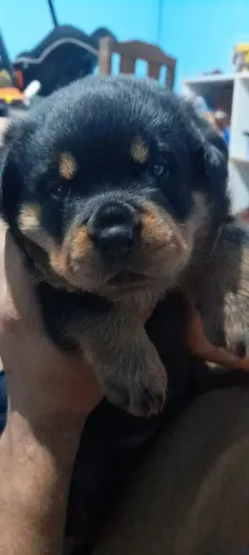 Filhotes de Rottweiler 